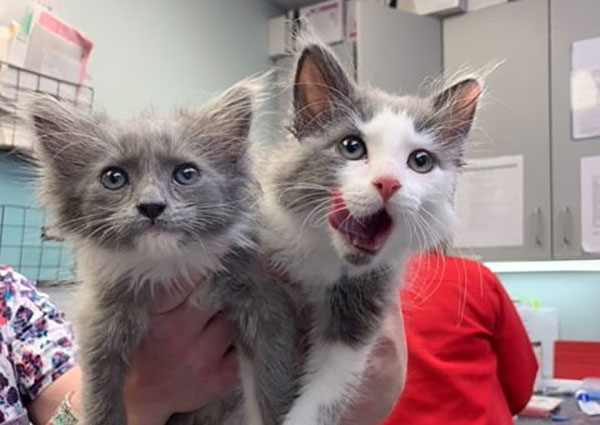 Pittsburgh Cat Veterinarians
